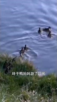 Mother Duck Bravely Protects Her Ducklings #AnimalWorld #AllCreaturesHaveSpirit #Ducks