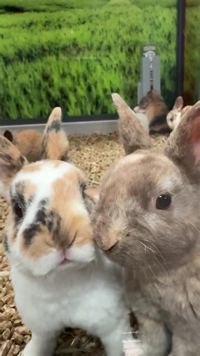 Our baby bunnies taking a selfie to show off their beautiful fur colors. #oxbowanimalhealth #petbunny #petrabbit #petcityhouston @Oxbow @carefreshpets