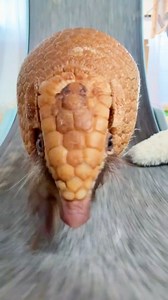 New Year, same Artie. ❤️❤️❤️ For those getting to know him - Artie is a three-banded armadillo, and running like this is a natural behavior for his species! He chooses his wheel on his own and controls the speed himself as enrichment. 🥰 #threebandedarmadillo #armadillo #exercisewheel #enrichment #animallovers | Majestic Meadows Alpacas & Boutique