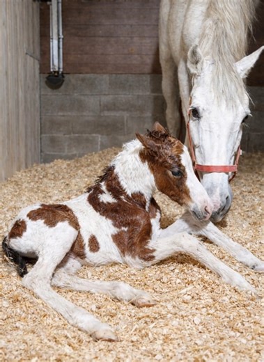 Welcome to the world 🤍 This beautiful skewbald foal enjoying a quiet moment with mum on fresh shavings. Nothing sweeter than those first hours 💫🐴 | Coloured Stallions