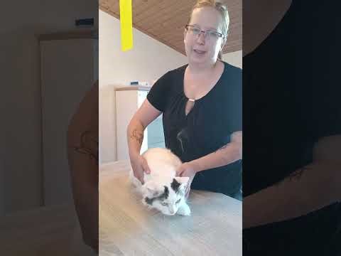 Wie man mit einem Angst Katze umgeht #cat #tierheilpraxis #katze