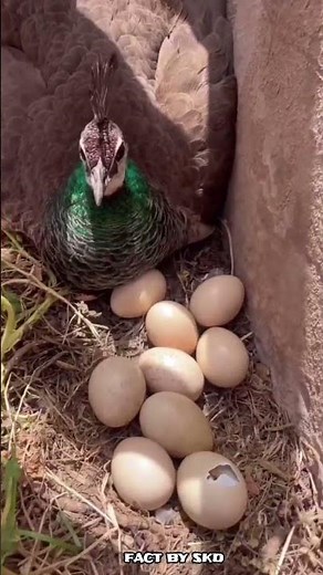 Amazing Female Peacock Facts You Didn't Know 🦚 #peahen #facts