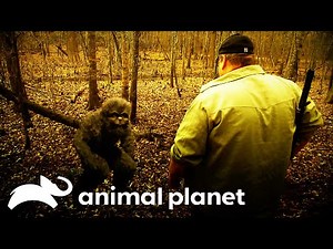 Finding Evidence of ADOLESCENT Bigfoots in Texas | Finding Bigfoot | Animal Planet