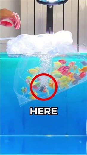 How To Introduce New Fish To A New Aquarium Tank 🐟#shorts