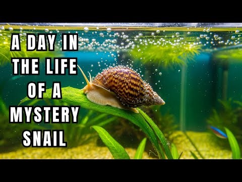 Mystery Snail Life: Care, Feeding, and Fun in Your Aquarium