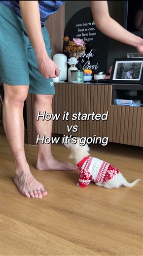 Dachshund Tricks: From Kibble to Gourmet Treats