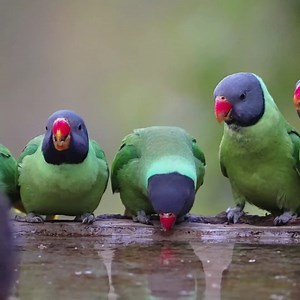 Focus sur 5 oiseaux colorés les plus spectaculaires au monde 🐦💛🧡❤️ | GEO France