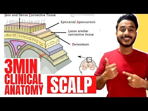 dangerous layer of scalp clinical anatomy | clinical anatomy of scalp head and neck clinical anatomy