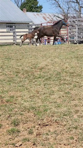 #harnessracing #standardbreds #mare #foals #horses #springtime #HanoverPride #beauty | Hanover Shoe Farms, Inc