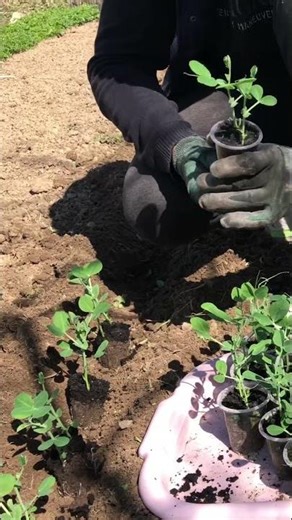 Ready for spring? Planting early peas today! 🚜✨