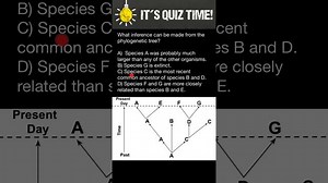 How to understand phylogenetic trees