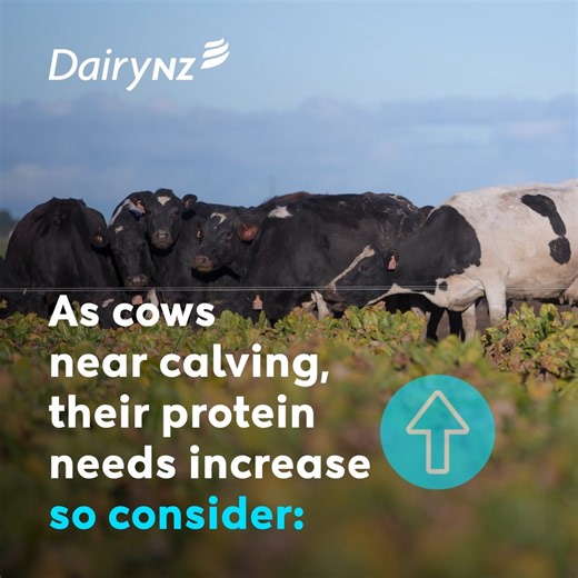Are you wintering on fodder beet? As cows near calving, their protein needs increase. There are a few things you can do to make sure you're meeting their nutritional needs:  Feed a higher protein supplement  Reduce fodder beet quantity  Transition cows off fodder beet at least 4 weeks before calving For more information, check out www.dairynz.co.nz/fodderbeet | DairyNZ | Facebook
