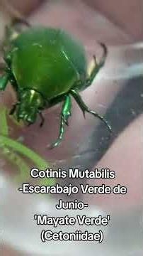 Escarabajo Verde 'Mayate Verde' #bichosrba #entomology #cotinismutabilis #cetoniidae #escarabajo