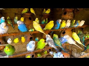 Cute Budgies singing video | Beautiful Budgies relaxing sounds | Beautiful Budgies aviary video