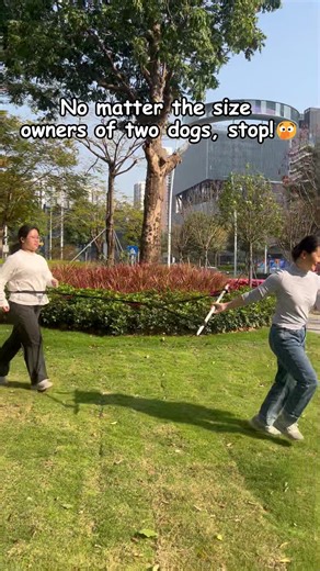 #dogleash #tanglefree #dogwalks #tiktokshopjumpstartsale #dogproducts | dog leash