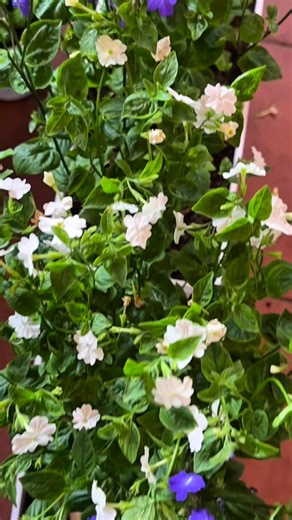 11K views · 35 reactions | Hoa này tên Forget me not | Hiền's Garden - Khu Vườn Trên Sân Thượng | Facebook