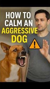 How to Calm an Aggressive Dog – What Most Owners Do Wrong