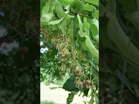 Linden Flower Benefits: Discover Linden Flower Tea Benefits for Health