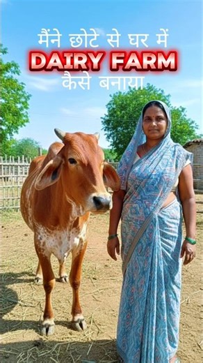 छोटे से घर में Dairy farm कैसे बनाया #dairy #trending #cow #hfcowinindia #girgay #reels #dairyfarm