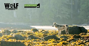 Wolf School | Raincoast