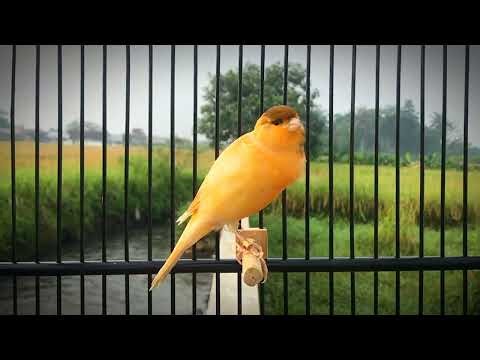 Most Popular Canary Song for Beginners‼️ Easy and Clear Singing