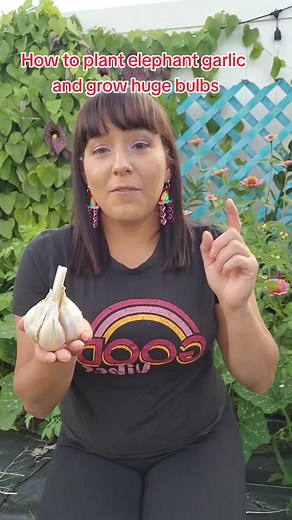 🌱 My latest YouTube tutorial is here, and it's all about growing massive bulbs of elephant garlic! 🐘🧄 If you have tried to grow regular garlic but failed, try growing the much easier elephant garlic. 🧄 In this tutorial I show you how and when to plant the cloves and my expert tips on growing the largest bulbs possible. 🌿Click the link in my bio to watch the tutorial. Don't forget to like, subscribe, and share with your fellow green-thumbed friends. #ElephantGarlic #GreenThumb #gardening #Ga