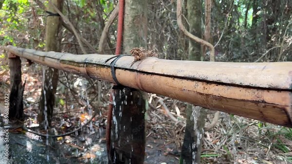 Cu Chi, Viet Nam Cu Chi tunnels were the Viet Cong's base of operations for the Tet Offensive in 1968. Famous tourist attraction in Vietnam