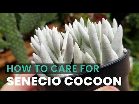 BEST TIPS | HOW TO CARE FOR COCOON PLANT | SCENECIO HAWORTHII COCOON | WOOLLY SUCCULENT