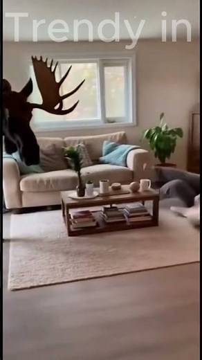 Terrifying Moment a Moose Enters Her Living Room | Realistic AI Video #shorts #wildlife