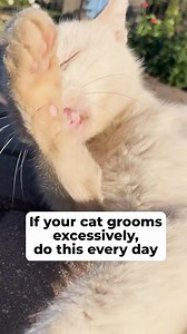 One of the biggest mistakes a cat parent can make is not taking care of their cats digestive health… Things like excessive grooming, and shedding are major warning signs Luckily, there’s a new way to help! | PetLab Co.