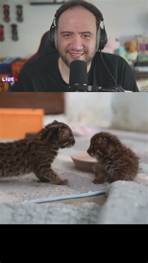 아기 삵에게 친구를 만들어줬더니.. 일단 귀엽습니다 심장에 이롭습니다ㅣA Baby Leopard Cat Meets A Friend | TEACHER PAUL REACTS 🇰🇷