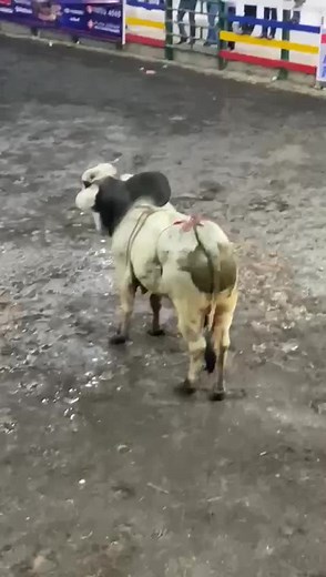 Bull Display in Outdoor Rodeo Arena