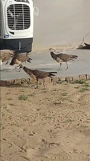 Beautiful Peahen with Cute Chicks Eating Food | Baby Peacocks Feeding Time 🦚 #Shorts