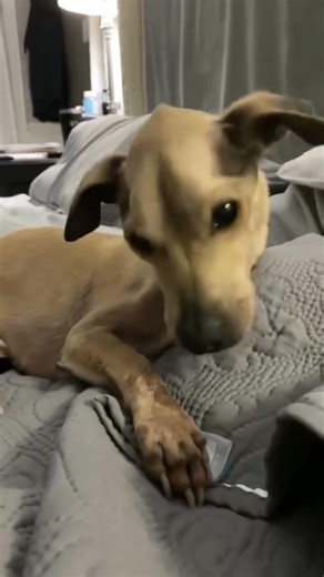 Neurological Symptoms Rattle Pup Stop Him From Eating,Urgent Surgery Is His LAST Hope#usa#uk#canada