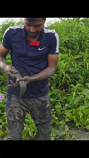 বিশাল বড় শিং মাছ ধরলাম #fishing #amazingfishing #fish