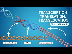 Transcription, Translation & Translocation Class 10 | Maharashtra Board | Marathi Explanation