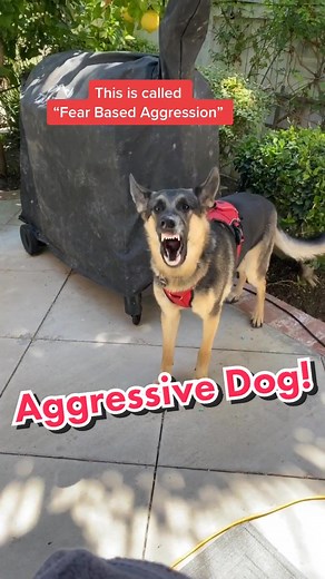 Aggressive Dog Training Process and Results