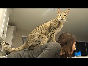 F2 Savannah Cats Meowing And Jumping On My Back! #cute #cat #video