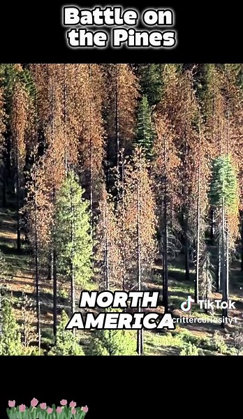 Battle on the pines #fyp #foryou #wildanimals #animals #science #tiktok #movie