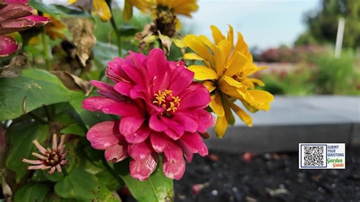 Garden Guide: How to grow fresh flower bouquets in your garden