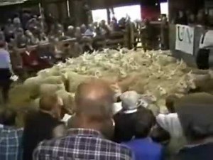 LAIRG LAMB SALES COLLIN CAMBELL