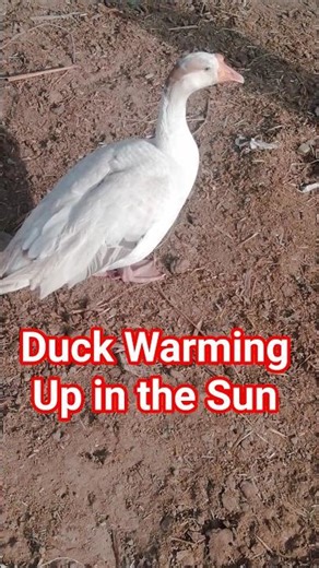 Duck Soaks Up the Sun to Beat the Cold #ducks #duck #shorts #ytshorts #birds #wildlife #forest