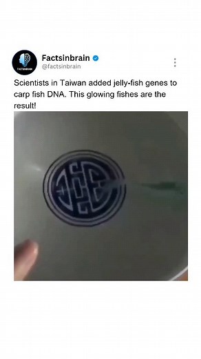 Facts | Knowledge | Education | To better study pollutants impact on fish organs, scientists in Taiwan added jellyfish genes to carp fish DNA and these glowing fish are... | Instagram