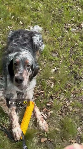 English Setter on a Long Lead Dog Training #englishsetter