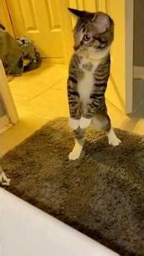 That Cat Look Says Everything 😂 | Funniest Cat Expressions Ever