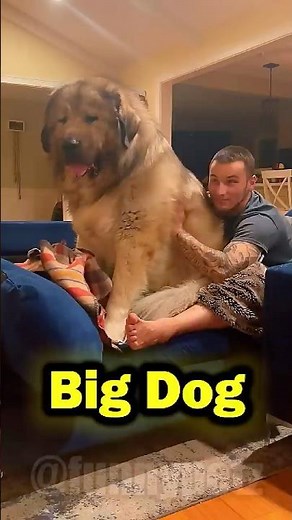 Big Dogs Being Big Babies 😂