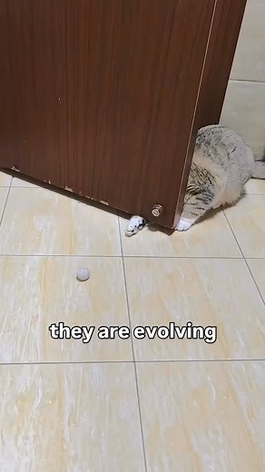 devolving* | Soft Cat Memes