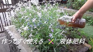 窒素,カリウム,リン　液肥自作はメリットだらけ　ストレート液肥の作り方