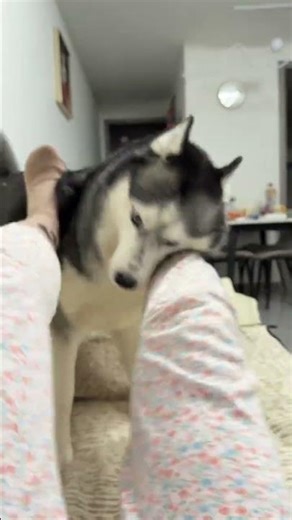 Husky's Scissor Legs: A Cat Owner's Joy Unleashed