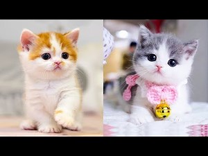 Baby Cats - Cute and Funny Cat Videos Compilation #49 | Aww Animals